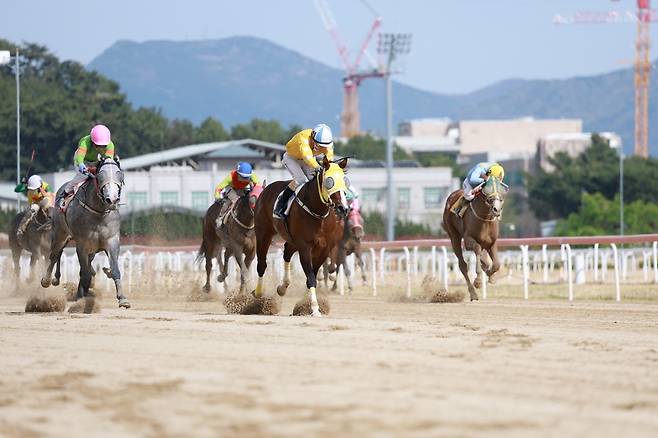 지난 12일 부경 5경주 제9회 CHIA 트로피 경주에서 11번 여수슈퍼스타(가운데)
