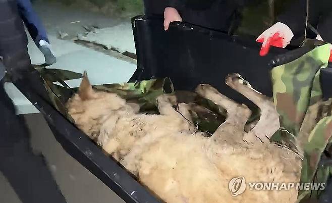 '늑구' 포획된 순간 (대전=연합뉴스) 대전 오월드를 탈출한 늑대 '늑구'가 탈출 9일 만인 17일 0시 44분께 대전 중구 안영동 안영IC 인근에서 포획됐다. 2026.4.17 [대전시 제공. 재판매 및 DB 금지] swan@yna.co.kr