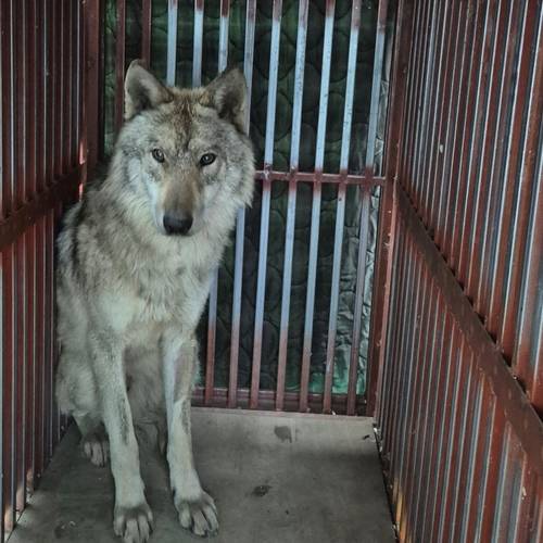 돌아온 '늑구' [이장우 대전시장 페이스북 제공. 재판매 및 DB 금지]