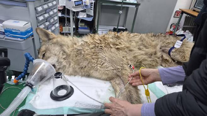 17일 오전 대전 중구 사정동 대전 오월드에서 수의사 등 오월드 관계자들이 늑구의 상태를 살피고 있다. (사진=대전시 제공)