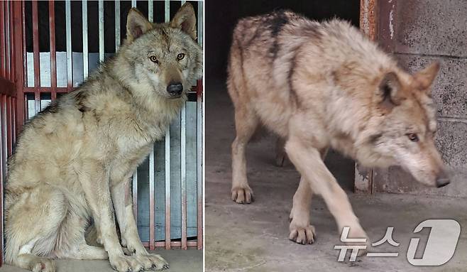 17일 대전 중구 오월드에서 탈출한 늑대 '늑구'가 외부 의료기관에서 치료를 받고 회복중인 모습. 늑구는 지난 8일 오전 9시 30분께 오월드 사파리 내 철조망 아래를 파고 탈출해 10일 만인 17일 오전 0시 44분께 마취총을 이용해 최종 포획에 성공해 시설로 돌아왔다.(대전시 제공. 재판매 및 DB금지) 2026.4.17 ⓒ 뉴스1