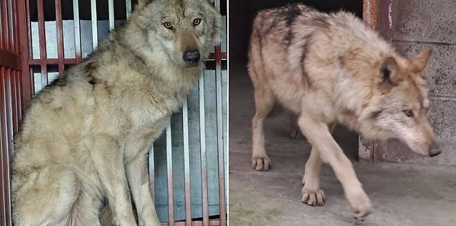 늑대 '늑구' (사진, 오월드)