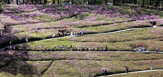 불암산 힐링공원 철쭉밭 사이로 경사가 완만한 무장애 데크가 있어 남녀노소 관람하기 편하다. 강정현 기자