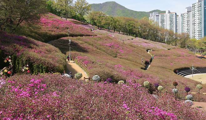 16일 오후 군포 철쭉동산. 군포 철쭉 동산은 조성한 지 20년이 넘어 철쭉의 키가 크다. 강정현 기자
