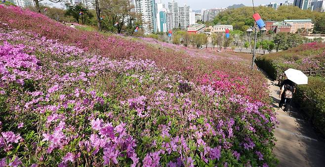 16일 오후 군포 철쭉동산. 다음주 초 만개할 것으로 예상된다. 강정현 기자