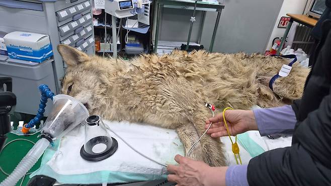 17일 대전 오월드에서 진료 중인 늑구. [사진 오월드]