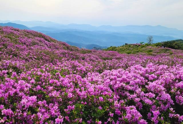지난해 황매산 철쭉 개화 모습. 함천군청 제공
