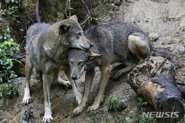 [더럼=AP/뉴시스]미국 노스캐롤라이나주 더럼에 있는 생명과학 박물관에서 붉은 늑대 한쌍이 서로 기대고 휴식을 취하고 있다. 2019.05.13.