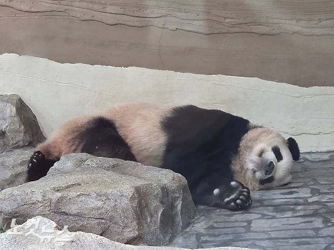 푸바오 동생인 쌍둥이 루이바오가 낮잠을 즐기고 있다. 곽인숙 기자