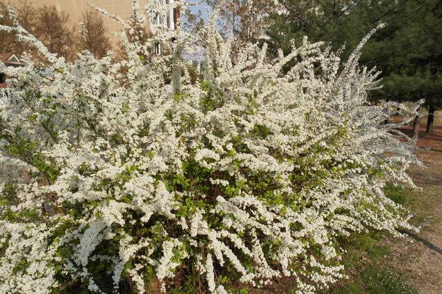 조팝나무. 국가생물종지식정보시스템