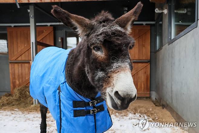 당나귀(기사와 직접적인  관계없음) [TASS 연합뉴스 자료사진. 재판매 및 DB 금지]