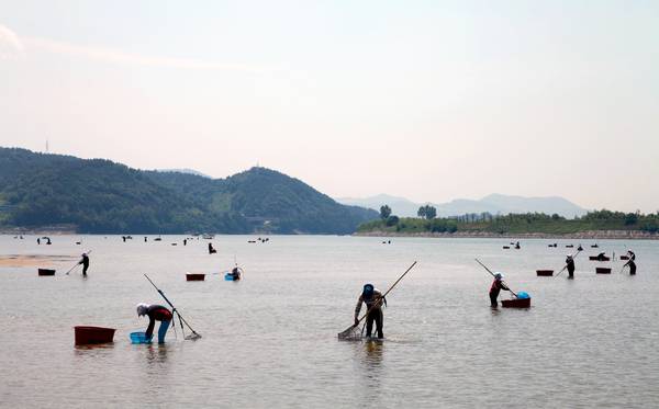 하동 섬진강 재첩잡이 /경남도민일보DB