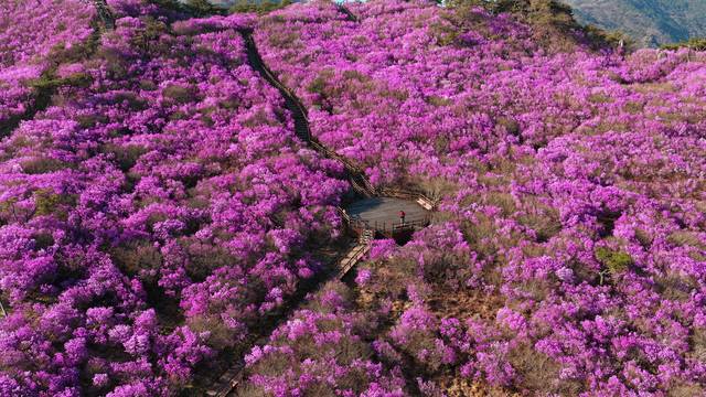 비슬산 참꽃 배경 사진
