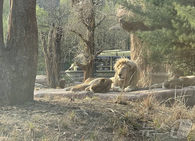 이번에 처음 공개된 백사라 '랑크'ⓒ 뉴스1 윤슬빈 관광전문기자