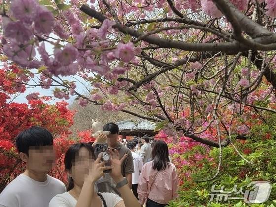 19일 오전 11시께 찾은 전북 전주시 완산구의 완산칠봉 꽃동산에서 상춘객들이 촬영을 하고 있다. ⓒ 뉴스1 장수인 기자