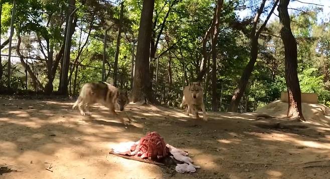대전 오월드 늑대 사파리 [오월드 유튜브]