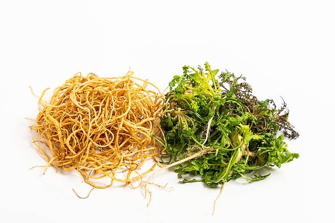 씀바귀는 식이섬유가 풍부해 장 운동을 촉진하고, 체내 노폐물 배출을 도와 전반적인 소화 환경을 개선하는 데 도움을 준다. 클립아트코리아 제공