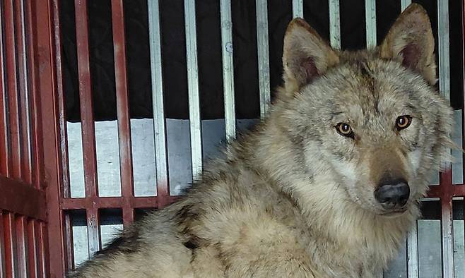 17일 생포돼 오월드로 귀환한 늑구가 위장에서 낚싯바늘을 제거한 후 회복해 오월드로 돌아왔다. 대전시 제공
