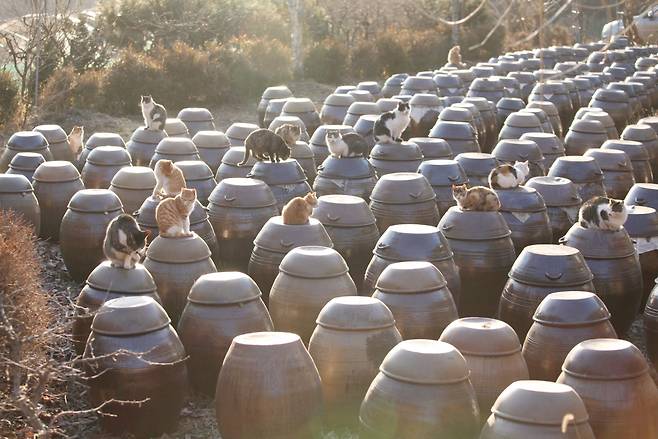 따뜻한 봄이면 고양이들이 장독대 위에 올라가 일광욕을 즐긴다. ⓒ이용한 제공