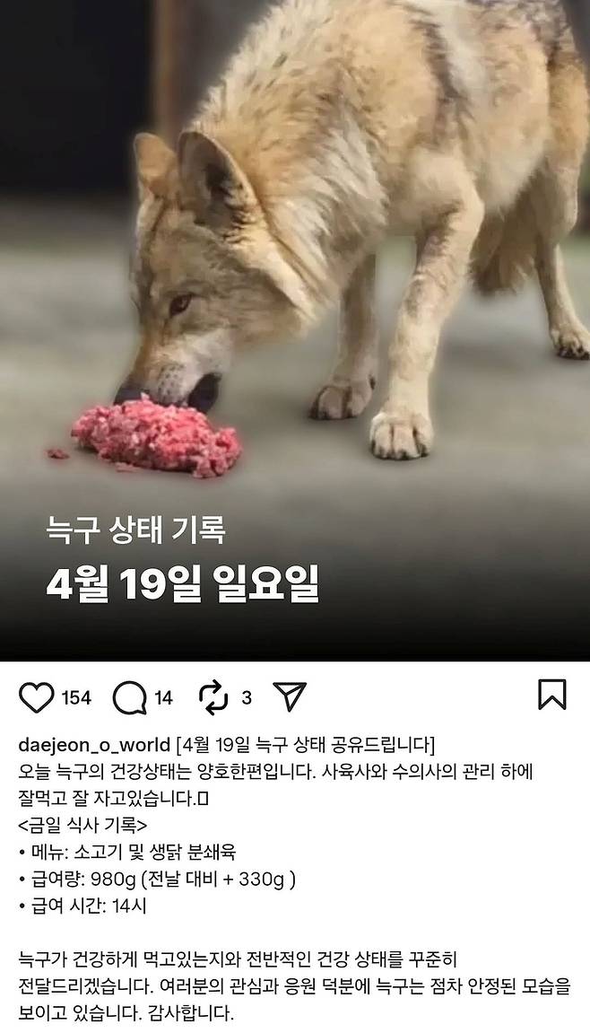 오월드 공식 SNS에 올라온 늑구 상태 [오월드 인스타그램 갈무리. 재판매 및 DB 금지]