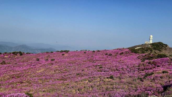 지난 18일, 비슬산 1000m 정상 ‘참꽃 군락지’ 전경.