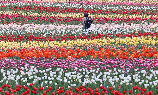 ▲ 20일 대구 달서구 이월드 튤립가든을 찾은 시민들이 꽃 사이로 봄 정취를 느끼고 있다. 튤립을 테마로 한 특별 콘텐츠 '튤립트래블'은 4월 30일까지 진행된다. 권남인 기자 kni@kyongbuk.com
