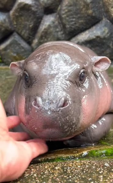 피그미하마 무뎅.(출처=카오키여우 동물원 SNS 캡처)