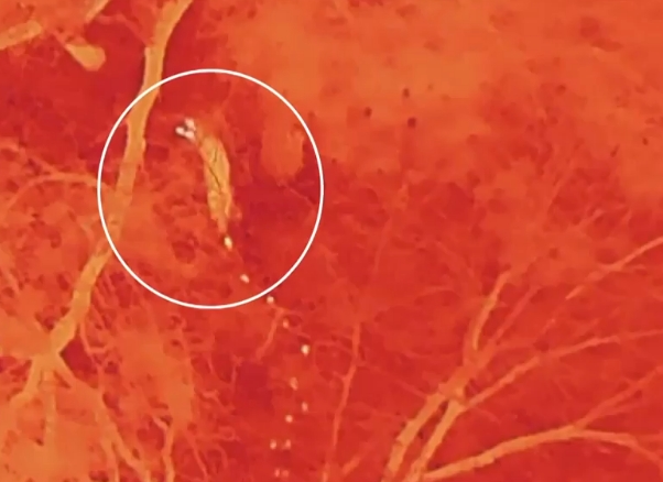 대전 오월드 인근서 열화상 드론에 포착된 ‘늑구’.((출처=YTN 캡처))