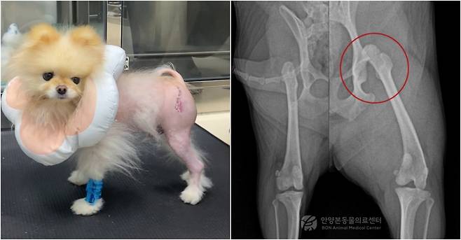 고관절 탈구로 대퇴골두절제술을 받은 반려견(본동물의료센터 제공) ⓒ 뉴스1
