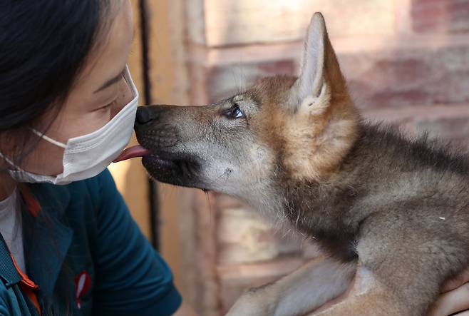 대전오월드에서 태어난 늑대 새끼를 사육사가 돌보고 있다. /신현종 기자