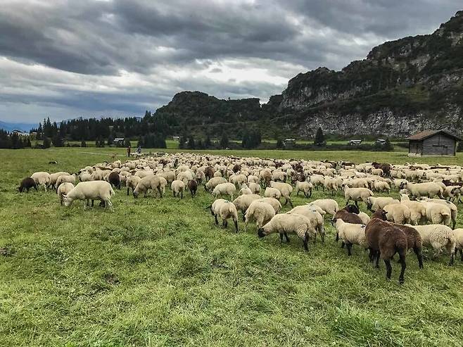 유럽의 한 초원에서 풀을 뜯고 있는 양떼들. 유럽야생협회