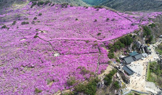 대구 달성군 비슬산 대견사 인근 참꽃군락지에 곱게 핀 참꽃이 절정을 이룬 19일 시민들의 발길이 줄을 잇고 있다. 뉴스1