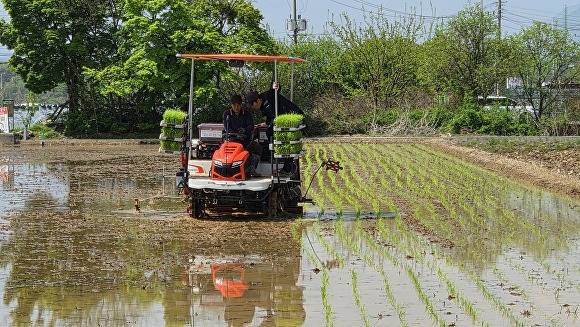 20일 달성군 하빈면 일원에서 진행된 '2026년 달성군 첫 모내기' 현장. 이앙기가 논을 부지런히 오가며 모를 심고 있다 [사진=달성군]
