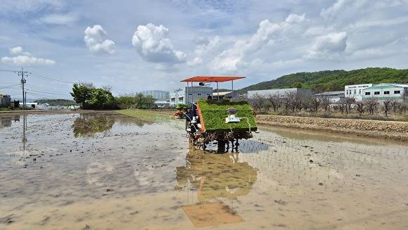 이앙기가 논을 부지런히 오가며 모를 심고 있다 [사진=달성군]