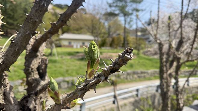 Dureub (Angelica tree shoots) growing in the front garden of a restaurant serving bomnamul set meals [WOO JI-WON]
