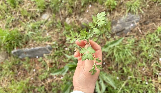 Mugwort growing along a stream in Gyeonggi [WOO JI-WON]