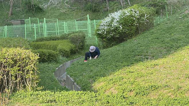 A person collects mugwort just off the trail of Mount Namhan on April 15. [WOO JI-WON]