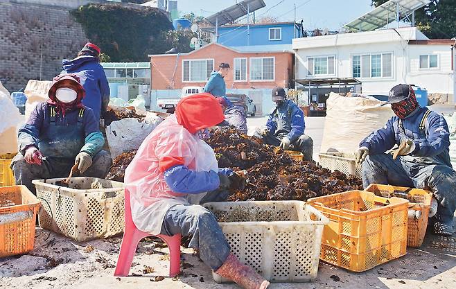 금일도에 딸린 작은 섬 소랑도의 물양장에서 주민들이 미역귀를 다듬고 있다.