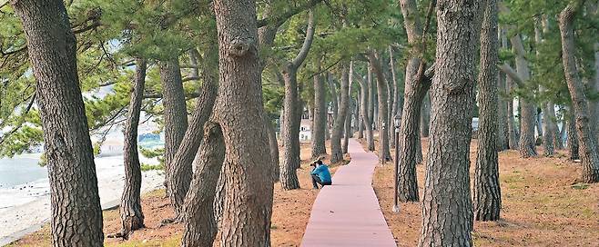바다를 끼고 있는 월송리해송림. 2500그루의 아름드리 소나무 사이로 오솔길을 놓았다.
