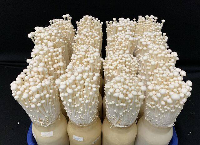 버려지는 사과나무 가지를 활용해 만든 배지에서 재배한 팽이버섯 모습. 농촌진흥청