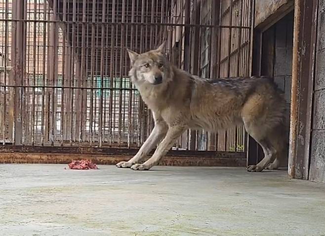 대전 동물원 오월드를 탈출했다가 9일 만에 생포돼 돌아온 늑대 ‘늑구’의 근황이 담긴 영상이 공개됐다. 오월드 인스타그램 캡처
