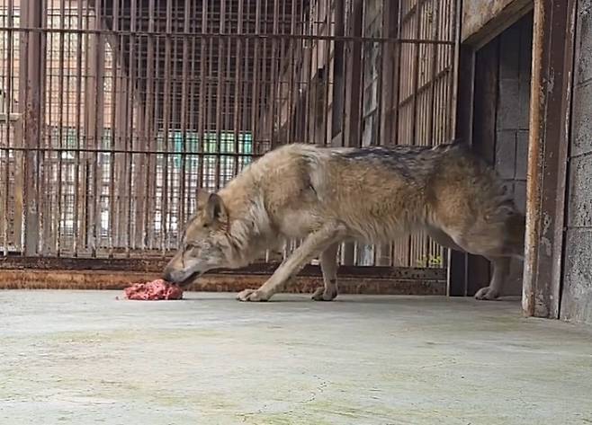 대전 동물원 오월드를 탈출했다가 9일 만에 생포돼 돌아온 늑대 ‘늑구’의 근황이 담긴 영상이 공개됐다. 오월드 인스타그램 캡처