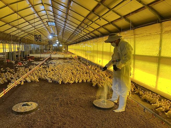 오리 사육 농장 유용미생물 사용 [경기도 제공. 재판매 및 DB 금지]