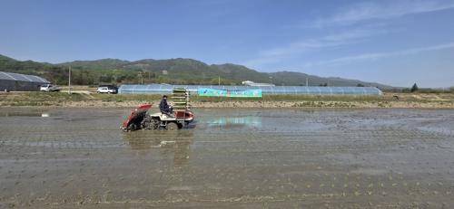 양구지역 올해 첫 모내기가 21일 양구읍 학조리 박봉화 씨 농가 논 3,778㎡에서 시작됐다.