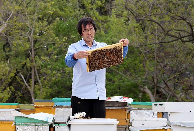 이상기후와 진드기, 중동사태로 인한 원자재 가격 상승으로 양봉업자들이 삼중고를 겪고 있다. 지난 16일 오전 포항시 북구 청하면 양봉장에서 임현수 씨(60)가 벌의 상태를 확인하고 있다. /이용선기자 photokid@kbmaeil.com