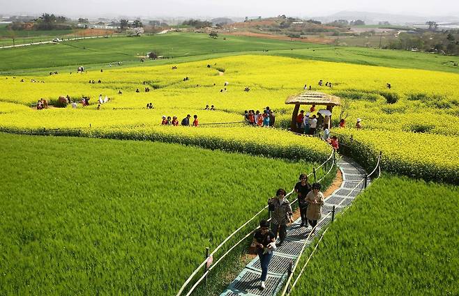 전북 고창군 공음면 학원농장에 청보리와 유채꽃이 만개한 가운데 관광객들이 즐거운 시간을 보내고 있다. 이곳에서는 다음 달 10일까지 ‘봄의 기억, 길 위에 남다’를 주제로 축제가 진행된다. 고창군 제공