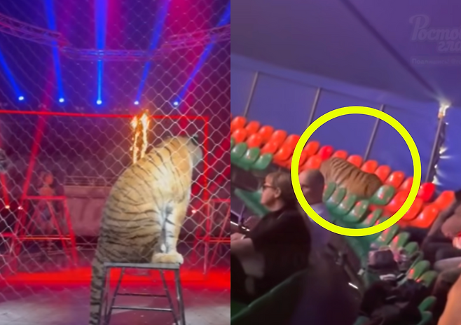 러시아 로스토프나도누의 이동식 서커스장에서 보호망이 무너져 호랑이 한 마리가 관객석으로 뛰어들었다. 사진=VK브콘탁테 (@Elena Belousova)