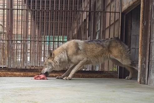 탈출 9일 만에 돌아온 늑대 ‘늑구’가 20일 오월드 측이 제공한 고기를 먹고 있다. 오월드 인스타그램 동영상 캡쳐