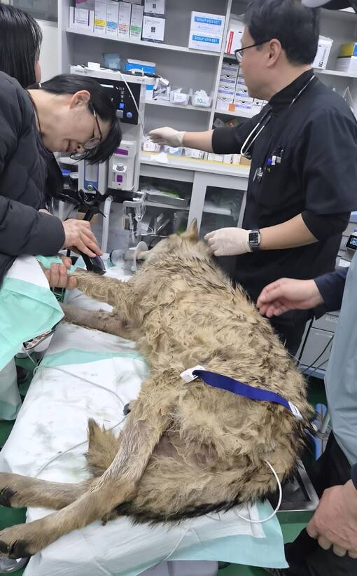 17일 새벽 구조 뒤 바로 오월드 동물병원으로 옮겨진 늑구가 마취된 상태로 수의사들의 처치를 받고 있다. 최예린 기자