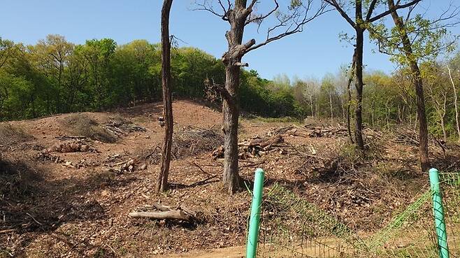 법적 기준을 갖추지 못해 건축 허가 취소 절차에 들어간 경기도 용인시 기흥구 신갈동 신갈공원 인근 근린생활시설 개발 임야에 벌목 작업이 이뤄지고 있다.